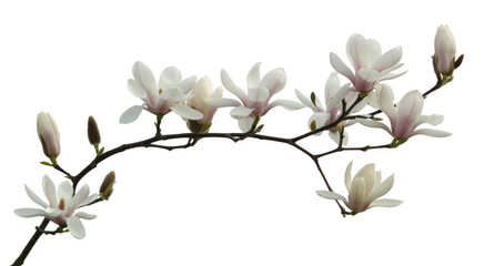 Obraz premium White magnolia flowers on a branch with buds isolated on a transparent background