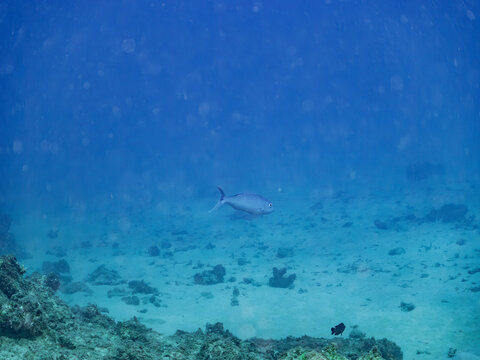 アオチビキ, Green jobfish, Aprion virescens, フエダイ科,
阿嘉島阿嘉ビーチ（真謝浜）
沖縄県島尻郡慶良間諸島-2025
沖縄本島から40km西方にある諸島。
大小30以上の島々からなる島嶼群は全体が国立公園に指定されている。
珊瑚礁の海、白い砂浜、緑の山地は世界屈指の美しさ。
多くの貴重な動植物が生息している。
