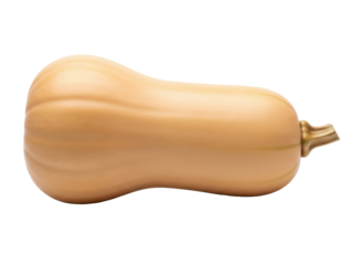 Isolated Butternut Squash Vegetable Fresh Ingredient Raw Vegan Culinary Healthy Recipe Food