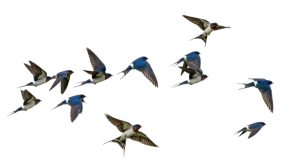 Fotobehang Vogels Isolated flock of birds, European barn swallows fly together in daylight, beautiful avian  © Sindre