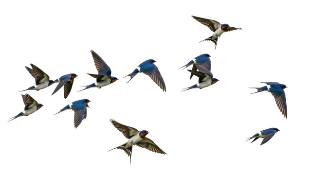 Isolated flock of birds, European barn swallows fly together in daylight, beautiful avian