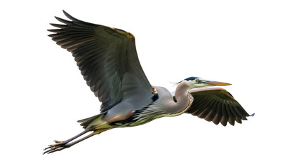 Isolated Great Blue Heron in Flight, a Wild Bird with Large Wingspan over Undefined Area