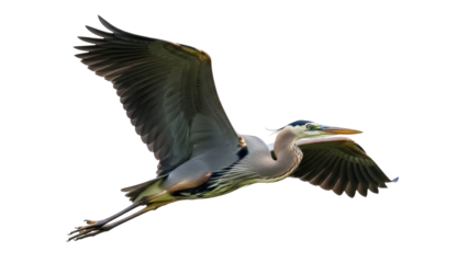 Isolated Great Blue Heron in Flight, a Wild Bird with Large Wingspan over Undefined Area