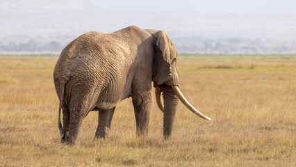 Naklejka premium African elephant bull tusker walking in Amboseli National Park in East Africa Kenya KEN