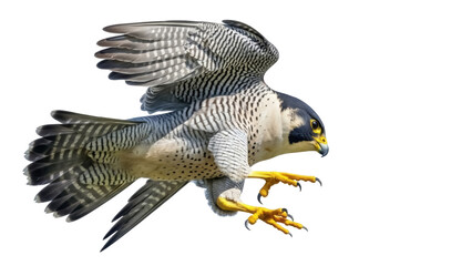 Isolated Peregrine falcon in flight, wings spread, claws extended, bird of prey, wildlife