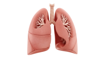 Isolated human lungs, respiratory system anatomy, bronchial tree, alveoli and trachea