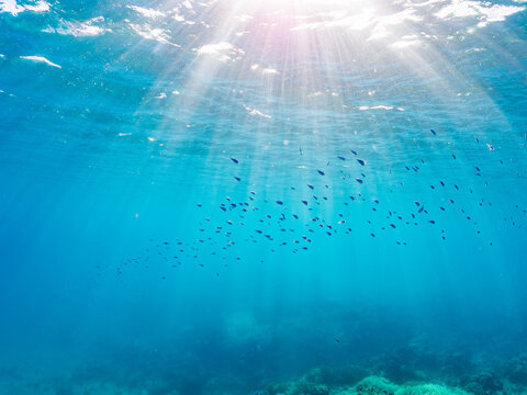デバスズメダイ, Blue green damselfish, Chromis viridis, Blue green chromis, スズメダイ科,
ミスジリュウキュウスズメダイ, Whitetail dascyllus, Dascyllus aruanus, スズメダイ科,
阿嘉島阿嘉ビーチ（真謝浜）
沖縄県島尻郡慶良間諸島-2025
沖縄本島から40km西方にある諸島。
大小30以上の島々