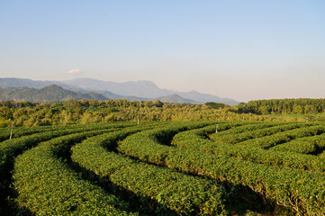 Scenic Green Tea Terraces at Choui Fong Plantation in Chiang Rai, Thailand