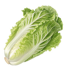 cabbage isolated on a white background
