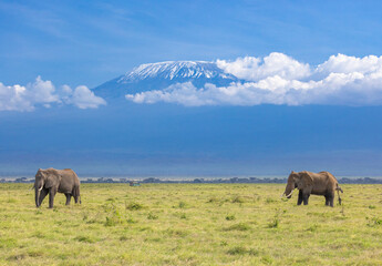 Obraz premium African Elephants in Amboseli National Park against the backdrop of Mt Kilimanjaro