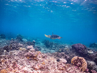ゆったり泳ぐアオウミガメ, Green Turtle, Green Sea Turtle, Chelonia mydas, ウミガメ科, 美しいサンゴ礁と熱帯魚の群れ。 阿嘉ビーチ阿嘉島沖縄県 島尻郡慶良間諸島座間味島-2025 沖縄本島から40km西方の諸島。30以上の島嶼群全体が国立公園に指定。珊瑚礁の青い海と白い砂浜は世界屈指の美。貴重な動植物が多数生息。