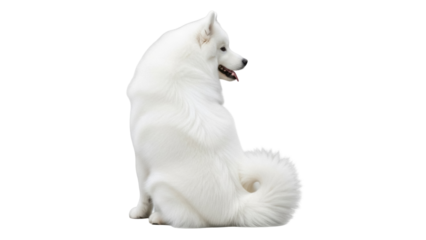 Isolated Samoyed dog sitting upright, looking over its shoulder with tongue out calmly