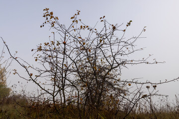there are few leaves on a wild apple tree and several apples hanging on branches, the autumn season