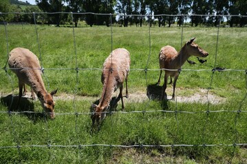 New Zealand Rotorua Three Deer Behind Wire Fence Grazing Meadow 29.11.2025