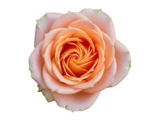 Isolated peach rose blossom featuring graceful petals and an elegant spiral center, beauty