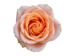 Isolated peach rose blossom featuring graceful petals and an elegant spiral center, beauty