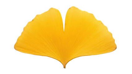Isolated yellow Ginkgo biloba leaf displaying fall color, natural, Ginkgoaceae family tree