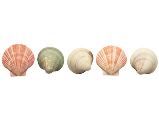 Isolated sea shells, collection of five clam shells or scallops with grooved exterior surface