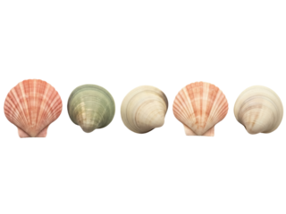 Isolated sea shells, collection of five clam shells or scallops with grooved exterior surface