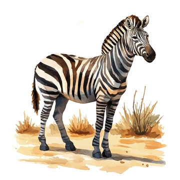 Hand-drawn watercolor artwork of Zebra, vector, isolated on a white background.