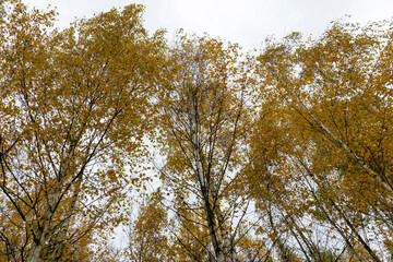 yellow foliage on young birches in the autumn season in cloudy weather, a completely cloudy sky in a forest with birches on which the foliage turns yellow in autumn