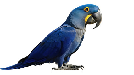 Isolated Hyacinth macaw, a large tropical parrot species native to central South America