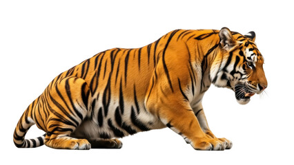Obraz premium Isolated Bengal tiger on the prowl, ready to pounce with sleek orange and black stripes