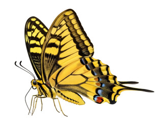 Isolated Eastern Tiger Swallowtail butterfly, wings open, detailed macro shot with exquisite pattern © Ines