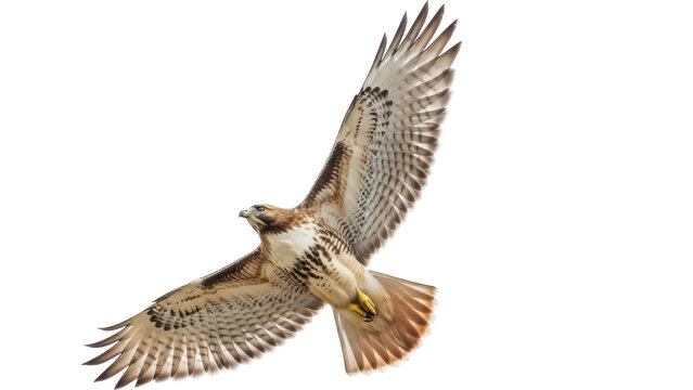 Isolated Red-Tailed Hawk in Flight, a Large Bird of Prey with Distinctive Plumage, Flying