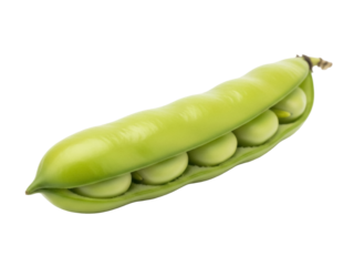 Isolated broad bean pod with large seeds filling the shell, healthy eating, fresh produce