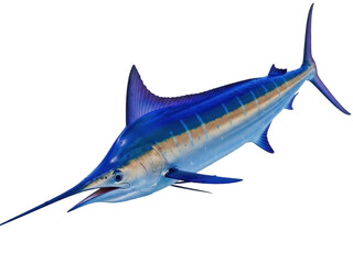 Isolated Blue Marlin Fish Swimming Against No Background in Natural Blue Light