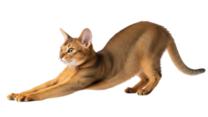 Isolated Abyssinian cat stretching front legs forward with golden ticked coat, eyes, ears