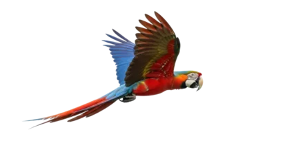 Fototapeten Papagei Isolated red macaw parrot flying against clear sky, tropical bird, exotic pet in motion  © Maros