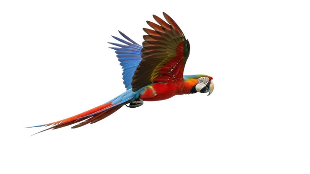 Isolated red macaw parrot flying against clear sky, tropical bird, exotic pet in motion