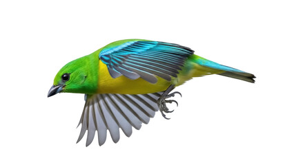 Isolated bird in mid-flight with vibrant green and yellow plumage, exotic specimen