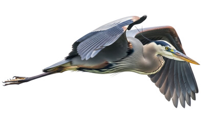 Isolated Great Blue Heron Flying Gracefully with Wings Extended on a Cloudy Day, Elegant Bird