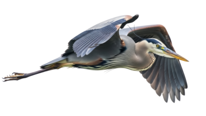 Isolated Great Blue Heron Flying Gracefully with Wings Extended on a Cloudy Day, Elegant Bird