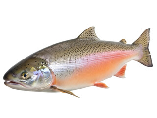 Isolated rainbow trout fish, a freshwater species, close up, with salmon-pink body stripe