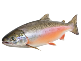 Isolated rainbow trout fish, a freshwater species, close up, with salmon-pink body stripe