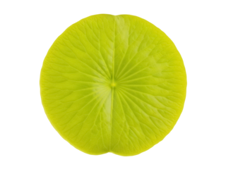 Isolated Floating Yellow Water Lily Pad, Surface Plant, Aquatic Plant, Healthy Environment