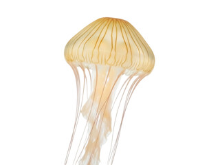 Isolated jellyfish with striking yellow hues and many tentacles floating gracefully
