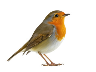 Isolated Eurasian Robin bird, with an orange throat, brown wings, single wildlife animal