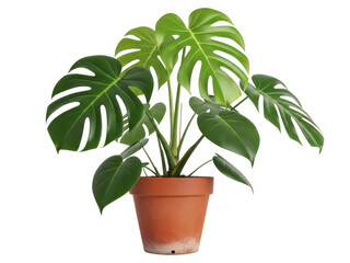Isolated tropical monstera plant in pot with leaves split growing indoors in home decor, office