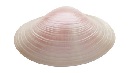Isolated shimmering sea shell with textured surface, a pearlescent find from the ocean's depths