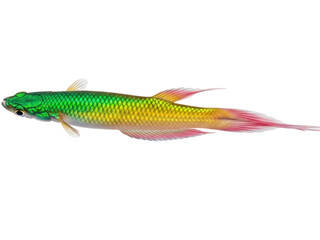 Obraz premium Isolated colorful fish with long fins, tropical animal, underwater life, nature theme