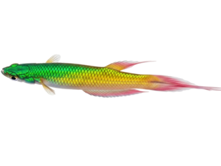 Isolated colorful fish with long fins, tropical animal, underwater life, nature theme