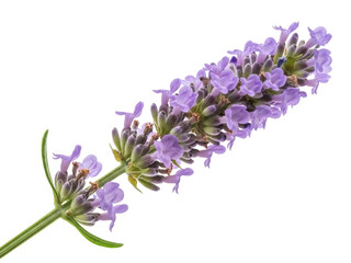 Fototapeta premium Isolated flowering Lavender plant, single Lavandula stem, aromatic herbs, essential oils use