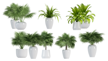 a striking photograph showcasing several potted green plants, beautifully arranged in white pots, ideal for interior decoration in blogs and social media.