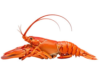 Isolated lobster against a simple backdrop, close up detailed view of the freshly cooked crustacean