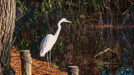 池を眺めるシラサギ